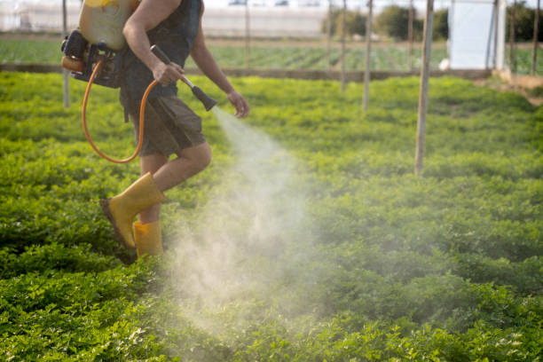 Best Ant Control Services  in Johnson City, TN